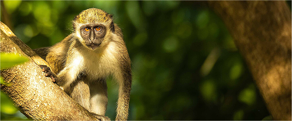 A Monkey on a tree branch.